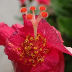 Hibiscus